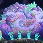 pharmars安卓版pharmalenic仪器