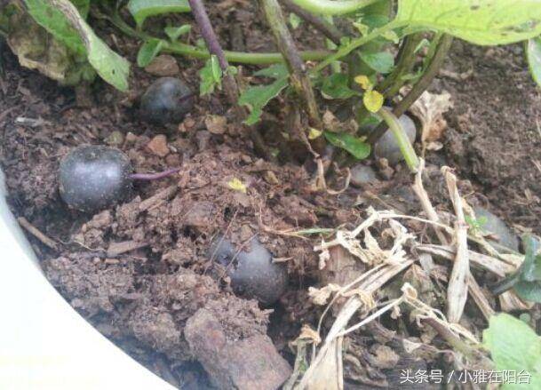 土豆客户端真垃圾土豆客户端官方下载