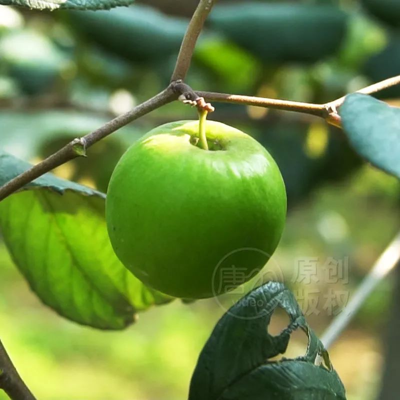小苹果阳春版苹果隐藏带颜色的app-第2张图片-太平洋在线下载