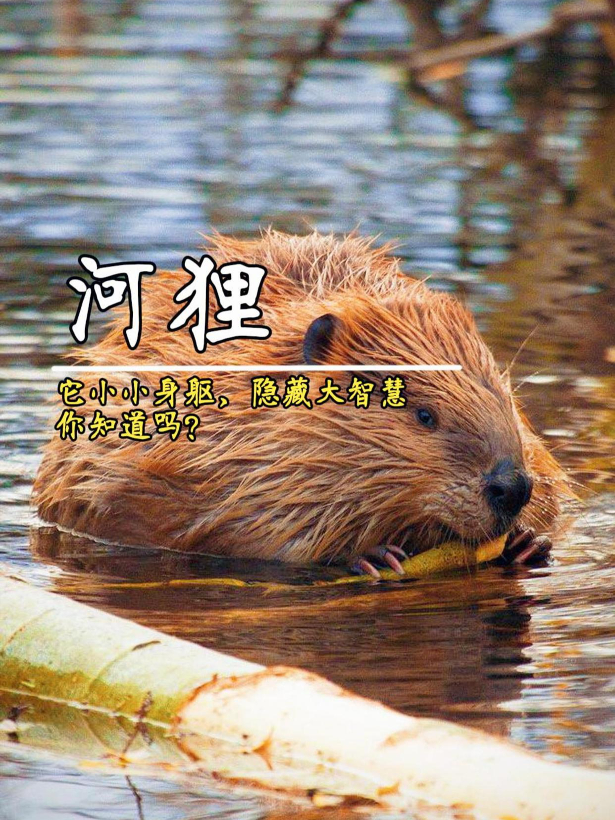 方舟手机版小河狸怎么训方舟生存进化河狸窝分布图