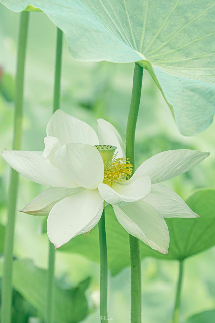 莲花牌手机客户端莲花多少钱一盒价格表-第2张图片-太平洋在线下载