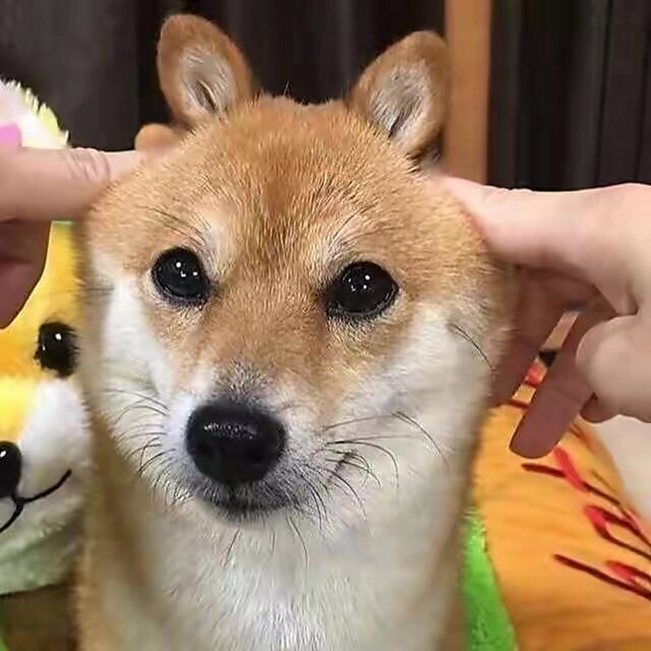 柴犬头像苹果版又沙雕又可爱的柴犬头像