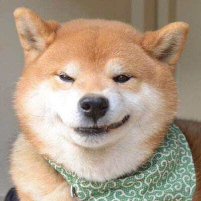 柴犬头像苹果版又沙雕又可爱的柴犬头像-第2张图片-太平洋在线下载