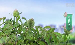 千娇安卓版千娇直播电脑版下载